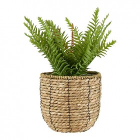 30-off-Fern-in-Rattan-Basket-355cm on sale