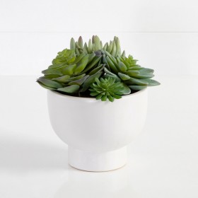 30-off-on-All-Potted-Succulents-Succulent-Stems on sale