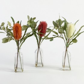 Banksia-in-Bottle-by-MUSE on sale